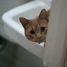 Sink Cat