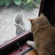 George Meets a Squirrel