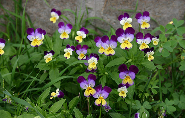 Backyard Flowers