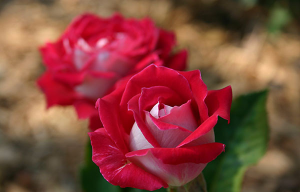 Morning Roses