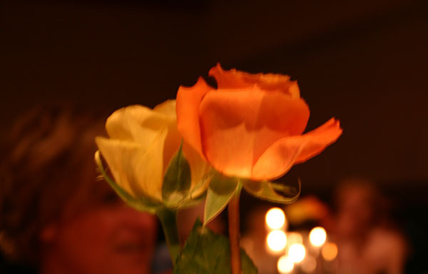 Wedding Roses