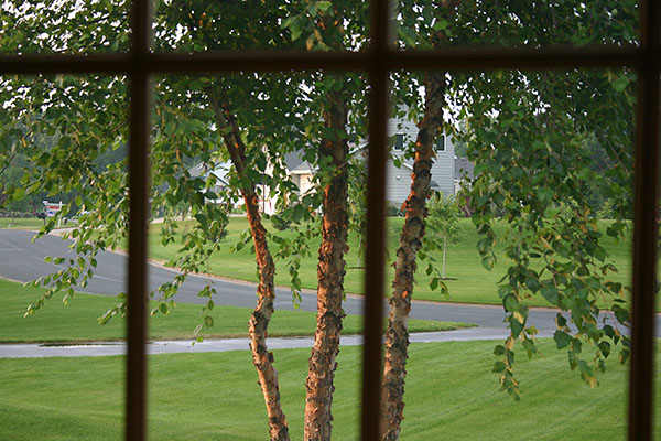 Framed River Birch