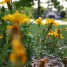 Yellow at Evening