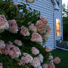 Shrub and Window