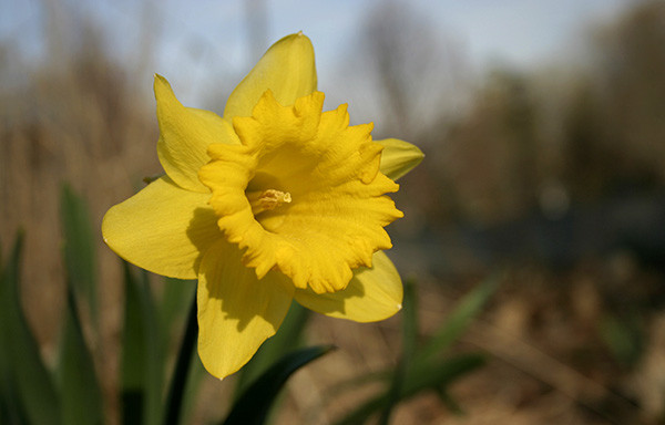 Spring Flower