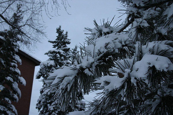 Snow Laden Trees