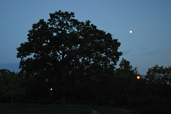 Turn, Moon, Tree
