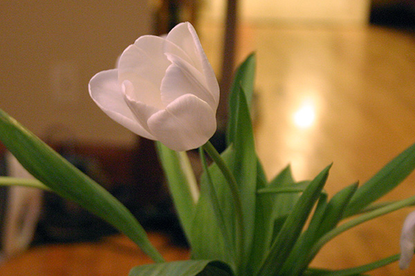 Tulips for Mykala