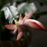 Cactus Flower 1