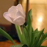 Tulips for Mykala