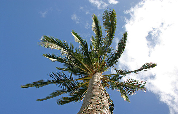 Looking Up A Palm