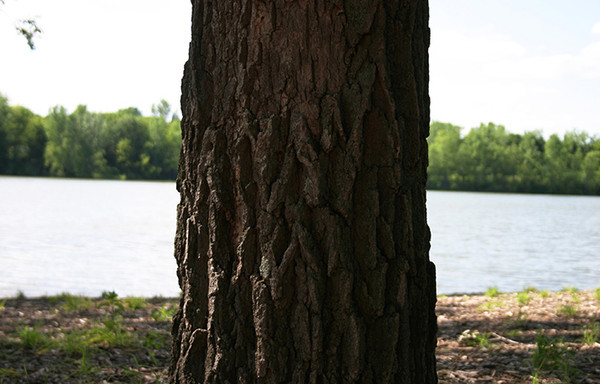This Old Bark