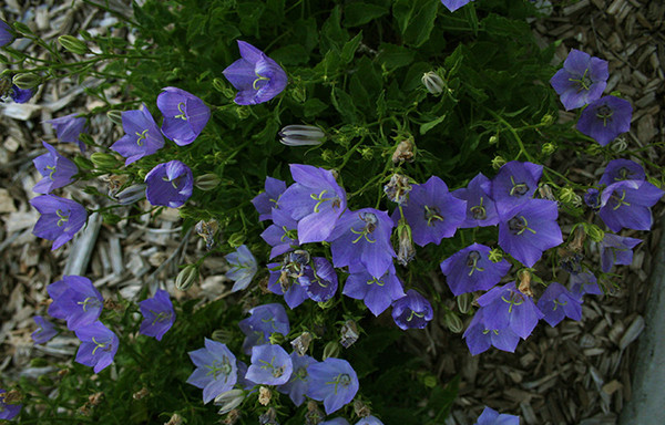 Purple Front Yard Flowers