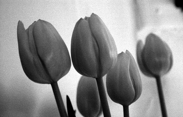 B&W Tulips