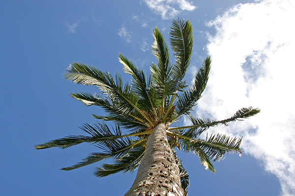 Looking Up A Palm