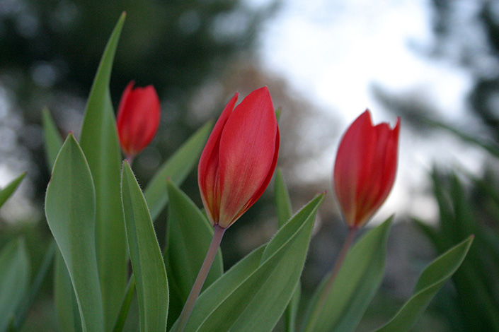 Sping Tulips