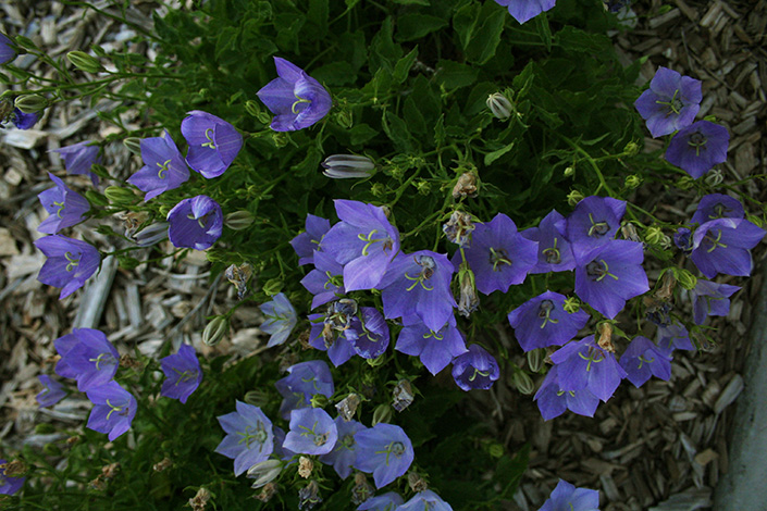 Purple Front Yard Flowers