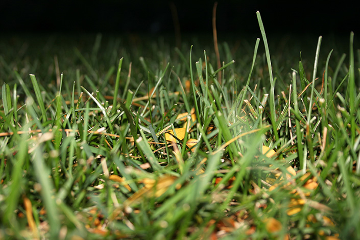 Grass with Yellow Leaves