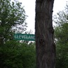 Tree Sign