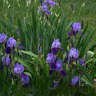 More Iris