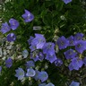 Purple Front Yard Flowers