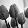 B&W Tulips