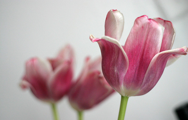 Tulips #2
