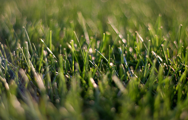 Grass Skim
