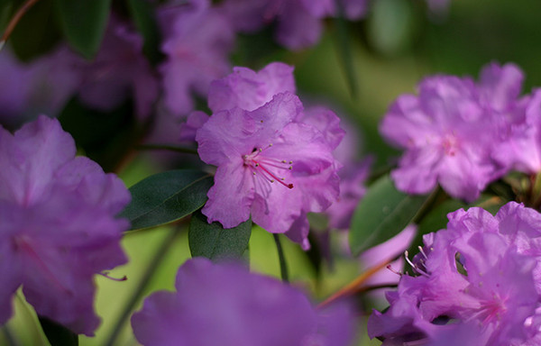 Purple Spring Blossoms