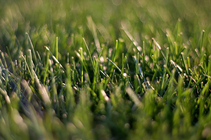 Grass Skim