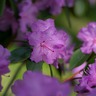 Purple Spring Blossoms