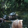 Turtle Pair