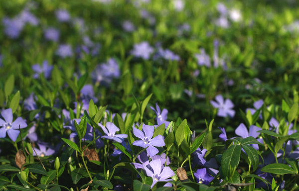 Spring Ground Cover