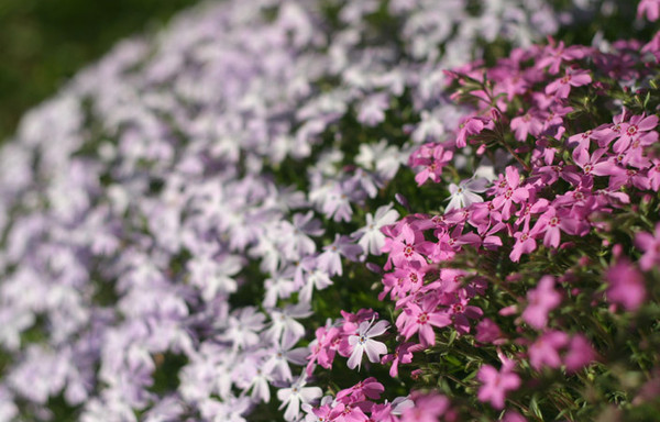 Pink & Purple Spring Flowers