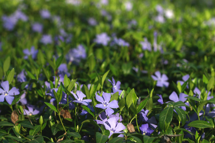 Spring Ground Cover