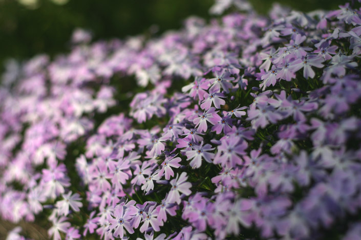 Purple Spring Flowers