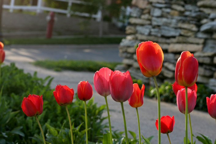 Sunset Tulips