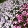 Pink & Purple Spring Flowers