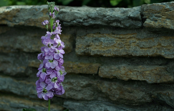 Flowers & Brick