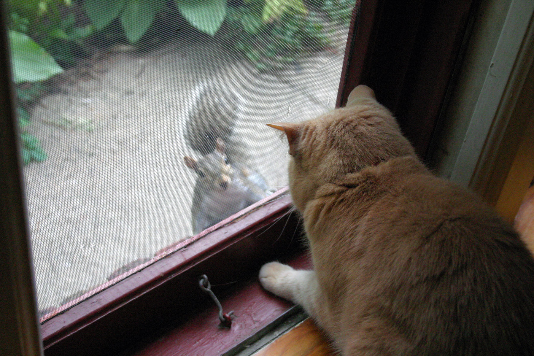 George Meets a Squirrel