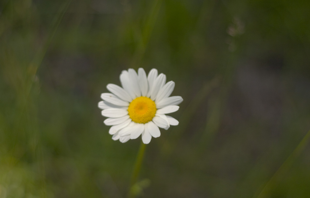 Blurry Flower