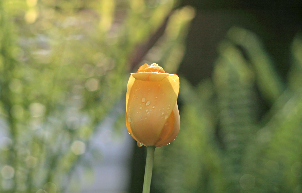 Yellow Rain Tulip