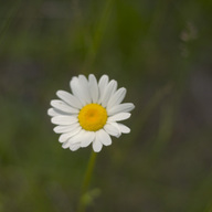 Blurry Flower