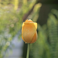 Yellow Rain Tulip
