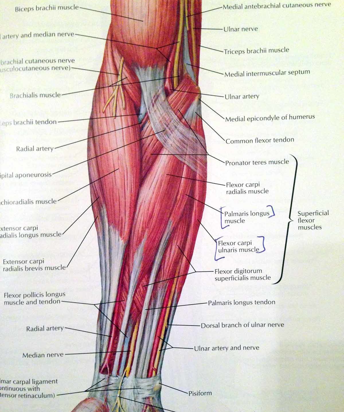 mostForearmMuscles