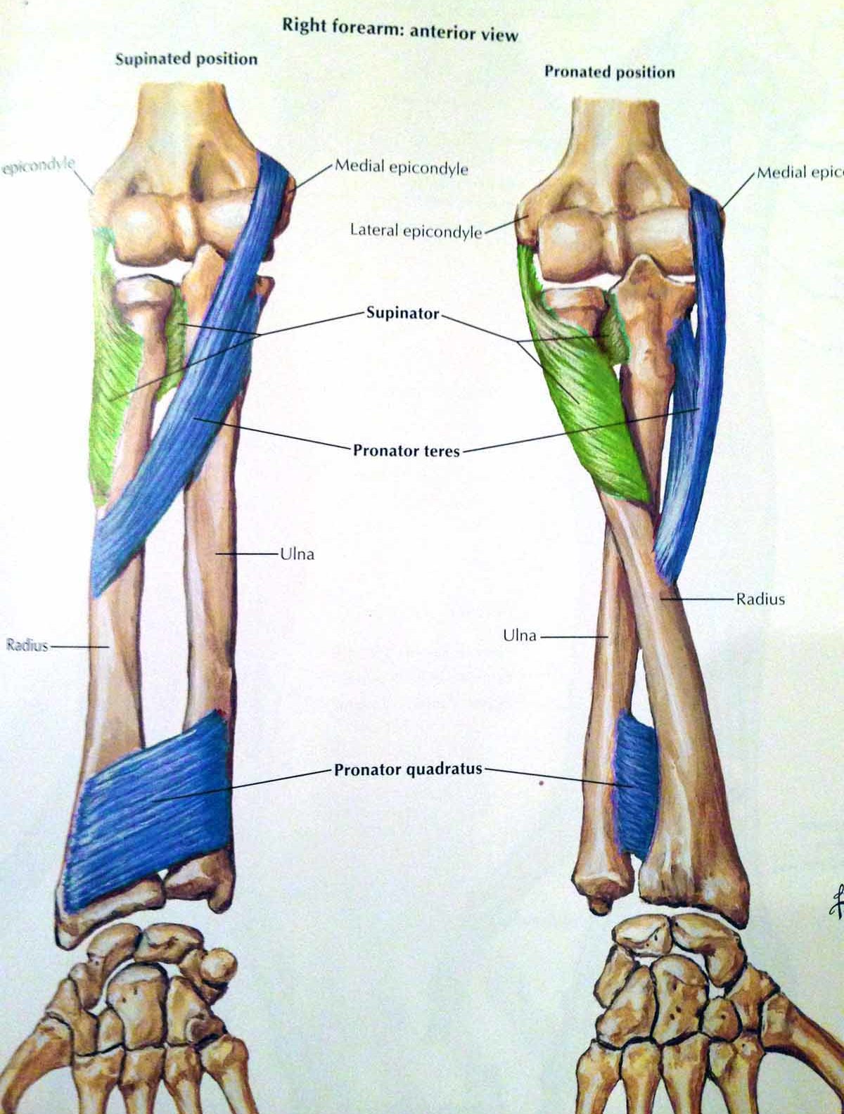 someForearmMuscles