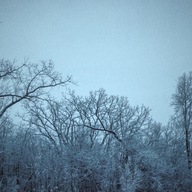 Tree Frost
